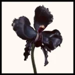 TOM FORD BLACK ORCHID RESERVE edt vapo 100 ml - Image 2