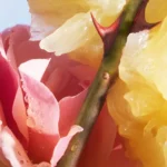 GUERLAIN LA PETITE ROBE NOIRE edt vapo 20 ml - Image 3