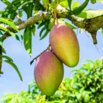 THE BODY SHOP MANGO sugar body scrub 50 ml - Image 3