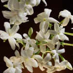 DOLCE & GABBANA THE ONE INTENSE edp vapo 50 ml - Image 4